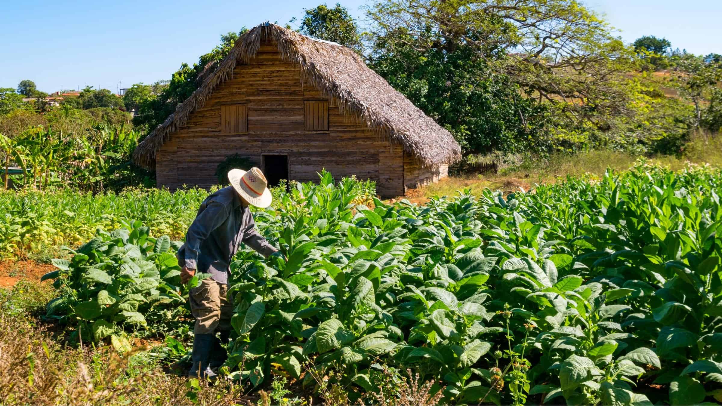 Cuban tobacco farmer, plantation, Vinales Valley, Cuba 