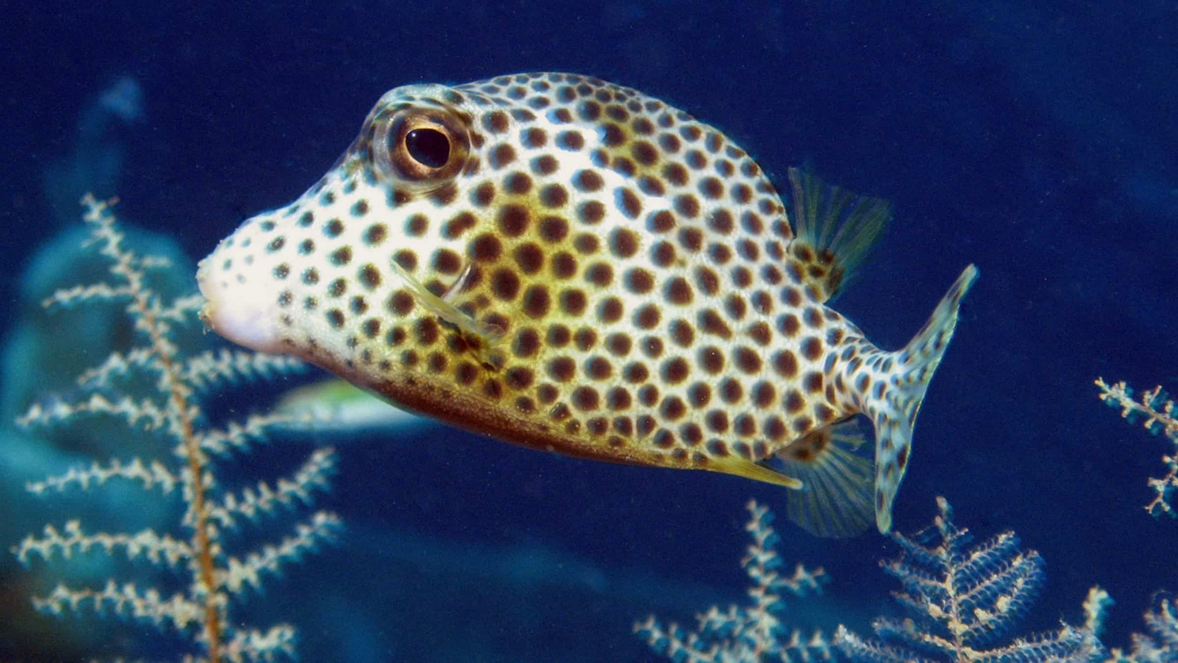 Maria La Gorda , scuba diving , Cuba 