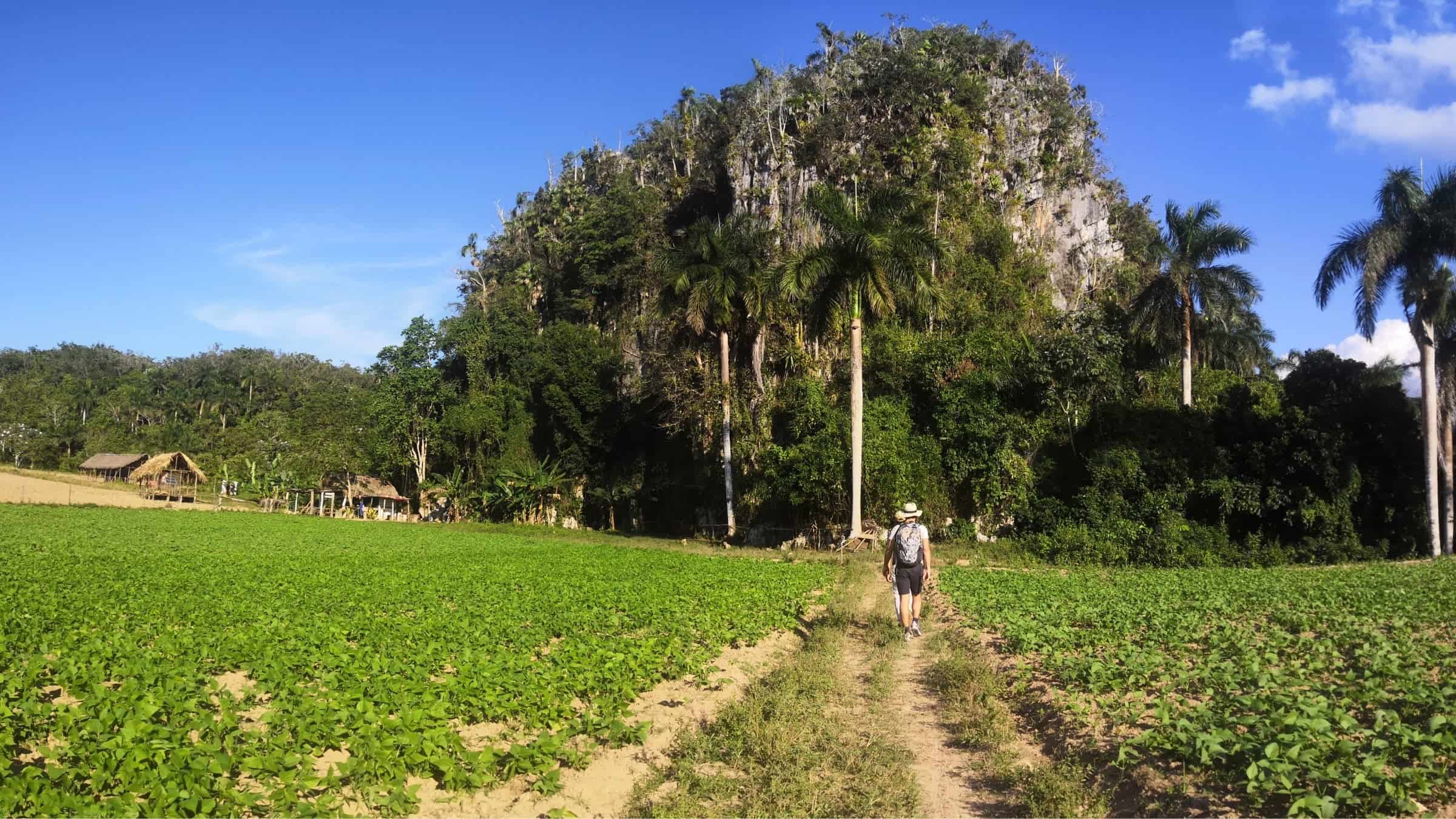 Hiking through Vinales Valley, Mogotes in Cuba 