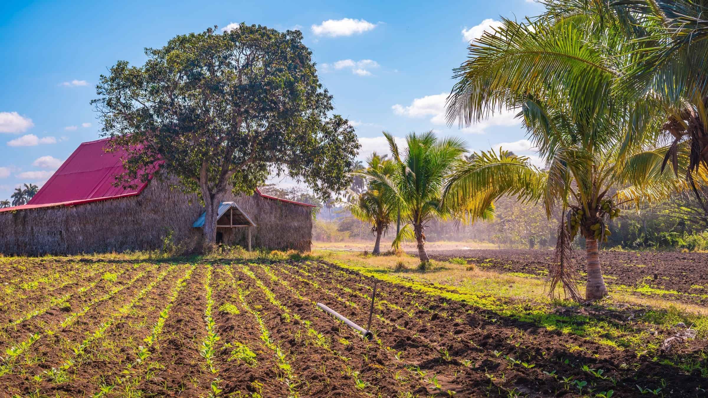 Vinales valley drying house and tobacco plantation