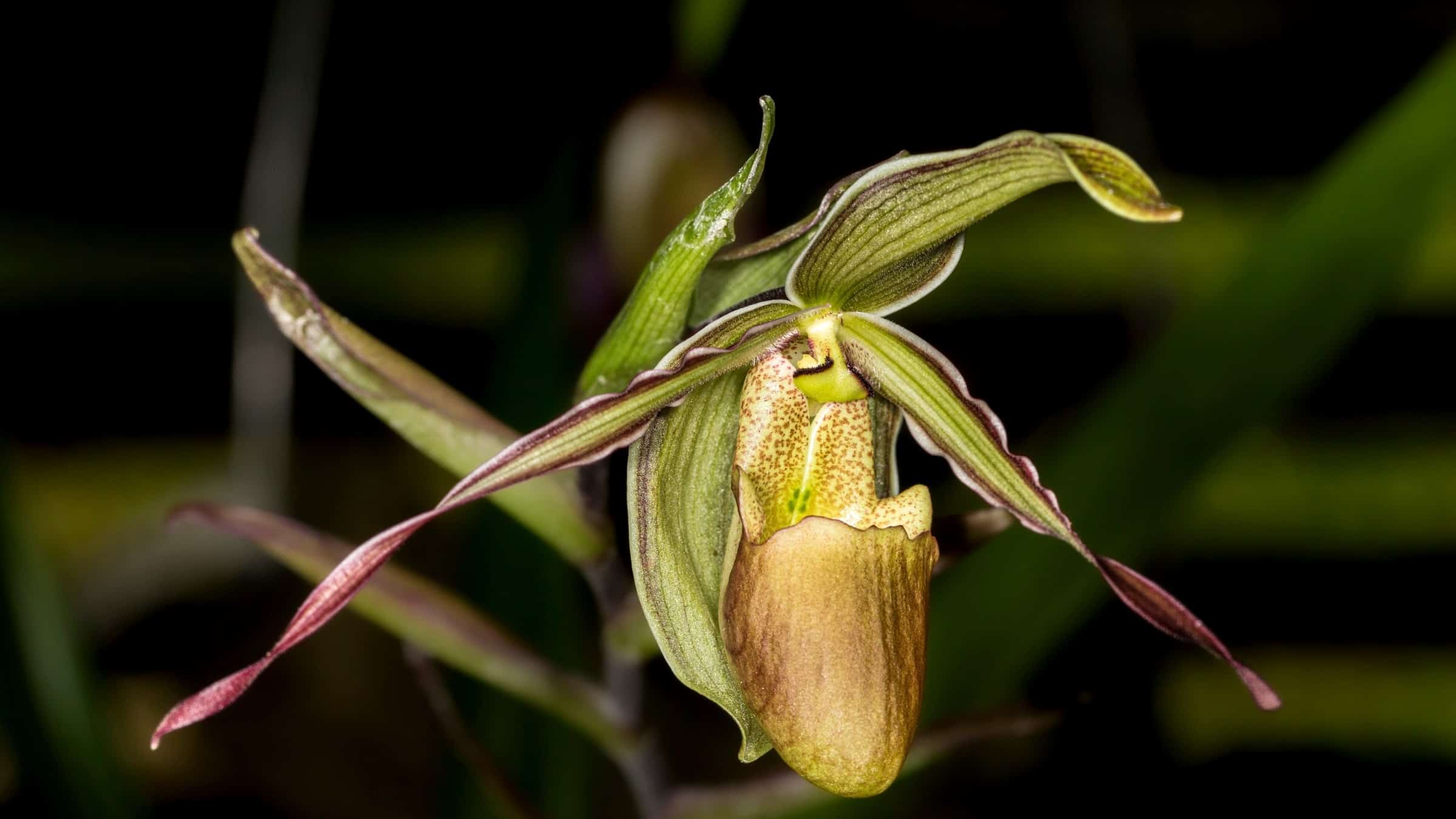 Orchid in Cuba , Soroa , Cuba 